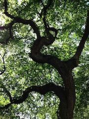 Peruo_Tree to the&nbsp;Right_photo